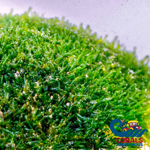Rock Chaeto Macroalgae (Chaetomorpha Sp) (S8) Macroalgae