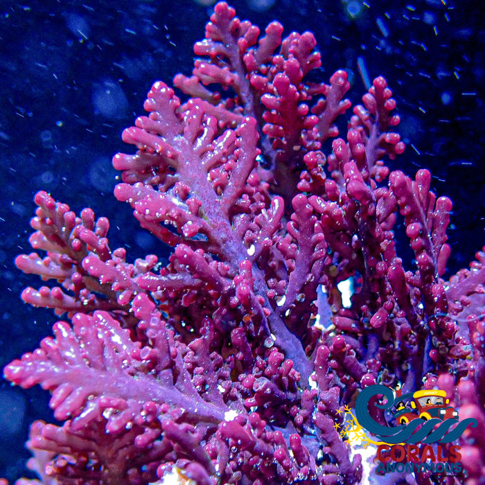 Review Maroon Forrest Fire Red Macroalgae (S5) Macroalgae