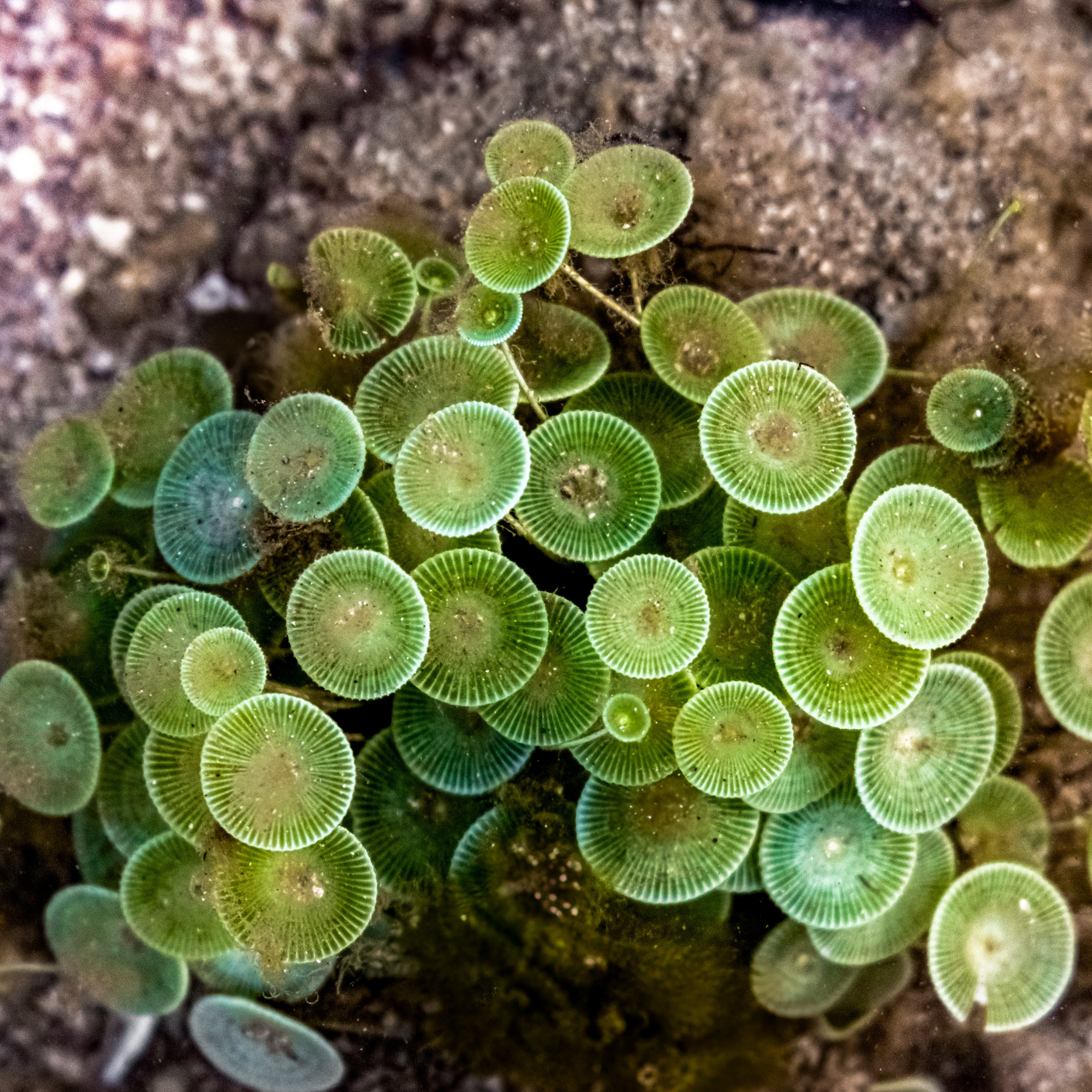 Mermaid's Wineglass Macroalgae