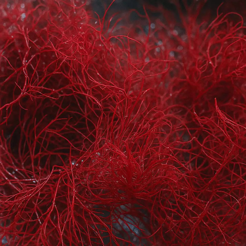 Fire Silk Macroalgae - Corals Anonymous