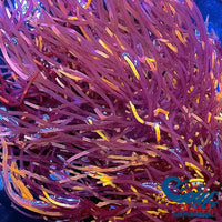 Red Flame Gracilaria Macroalgae Macroalgae