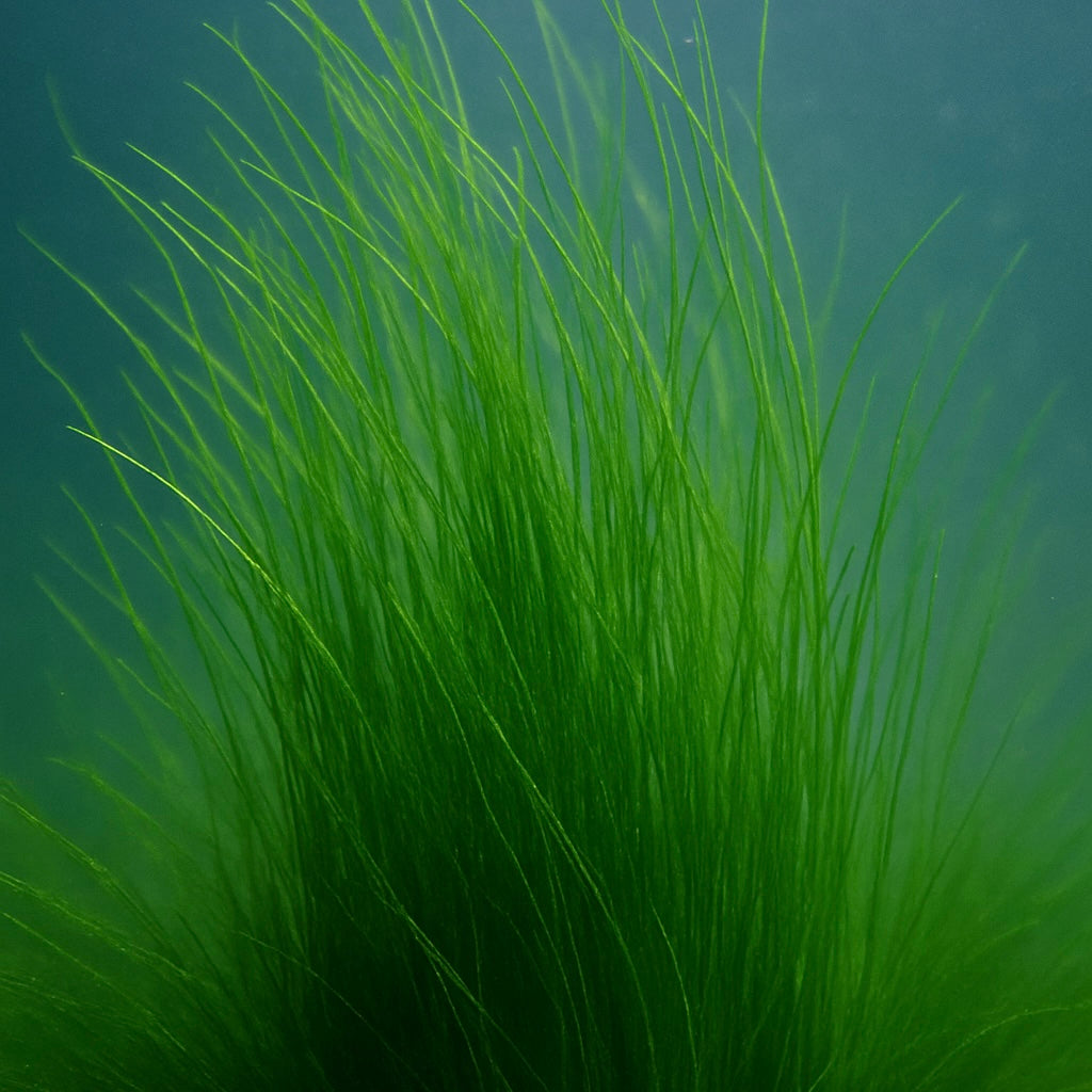 Long Sea Grass Macroalgae (Grass Rock) 1