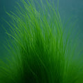 Long Sea Grass Macroalgae (Grass Rock) 1