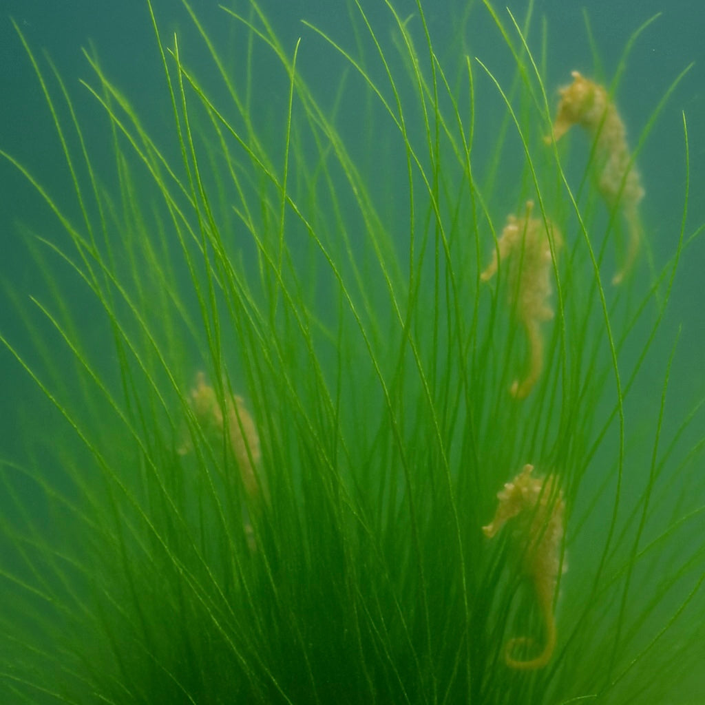 Long Sea Grass Macroalgae (Grass Rock) 2