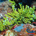 Halimeda Macroalgae Bush Macroalgae