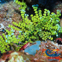 Halimeda Macroalgae Bush Macroalgae