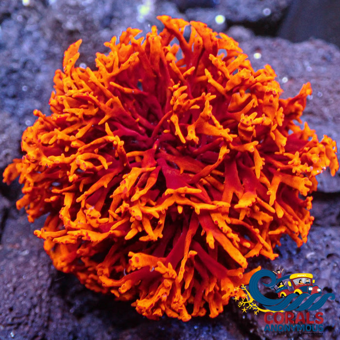 Flaming Fireball Red Macroalgae 2