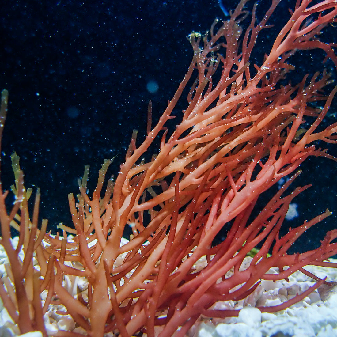 Crimson Pine Ogo Macroalgae 1