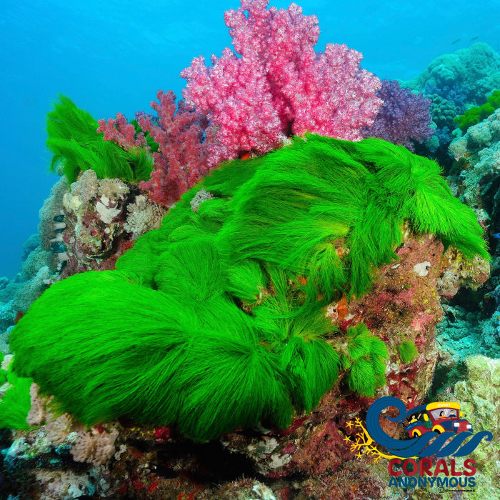 Turtle Weed Macroalgae Grass Rock Macroalgae