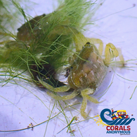 Turtle Weed Macroalgae Grass Rock Crab Macroalgae