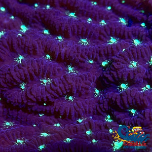 Green Mouth Purple Merilina Coral (1 Frag) Merulina