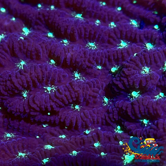 Green Mouth Purple Merilina Coral (1 Frag) Merulina
