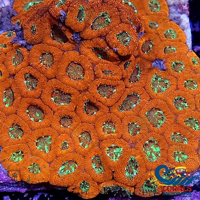 Green Star Sunrise Acan Micromussa (0.5-1) Micromussa