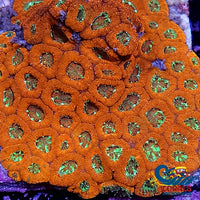 Green Star Sunrise Acan Micromussa (0.5-1) Micromussa