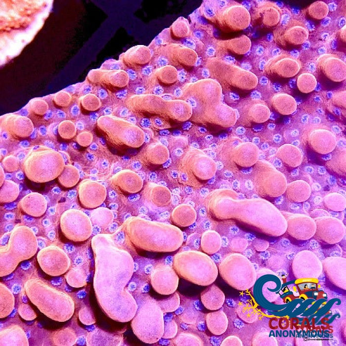 Cherry Montipora (0.5-1 Frag) Montipora