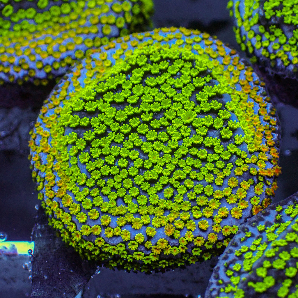 ECC PokerStar Montipora Frag (0.5-1” Frag A