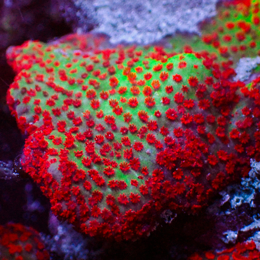 Forest Fire Montipora Digitata SPS (0.5-1” frag) - Corals Anonymous