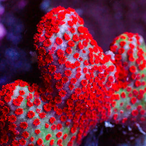 Forest Fire Montipora Digitata SPS (0.5-1” frag) - Corals Anonymous