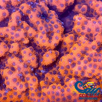 Mystic Sunset Montipora (1 Frag) Montipora