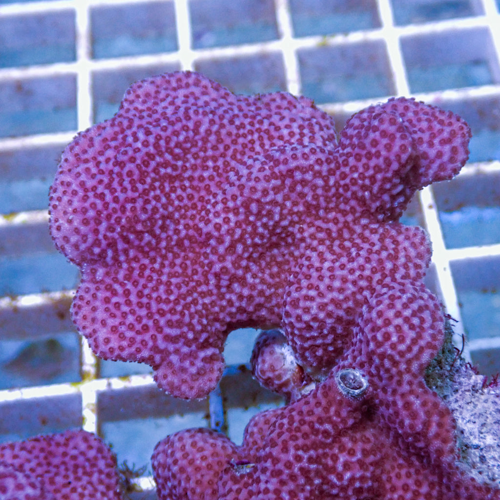 Purple Montipora (0.5-1” Frag) - Corals Anonymous