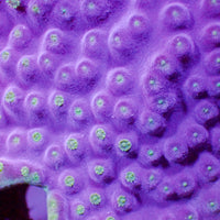 Purpleberry Montipora (0.5-1” Frag) - Corals Anonymous