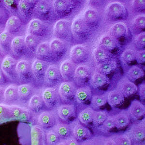 Purpleberry Montipora (0.5-1” Frag) - Corals Anonymous