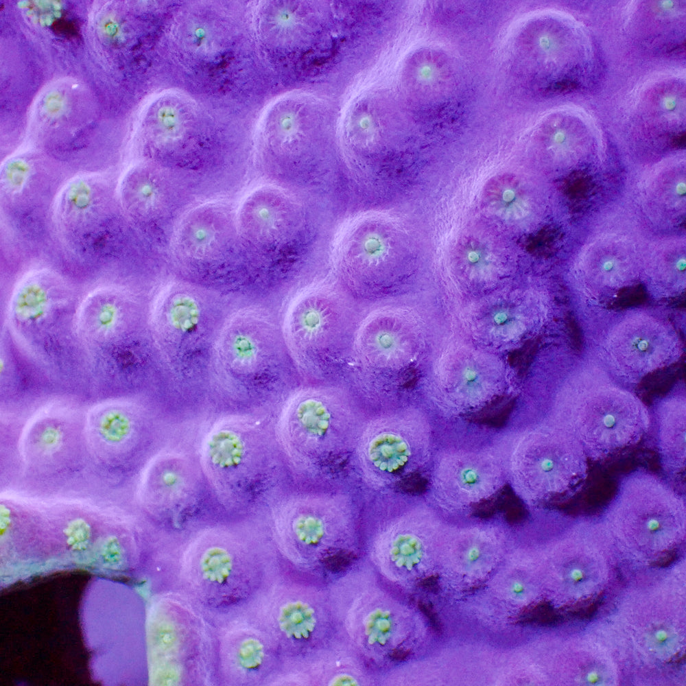 Purpleberry Montipora (0.5-1” Frag) - Corals Anonymous