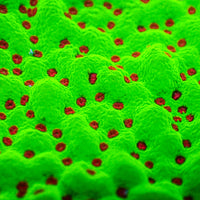Strawberry Christmas Montipora (0.5-1”) - Corals Anonymous