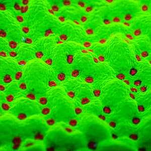 Strawberry Christmas Montipora (0.5-1”) - Corals Anonymous