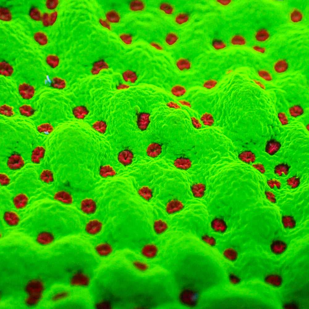 Strawberry Christmas Montipora (0.5-1”) - Corals Anonymous