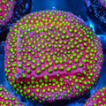 WWC Electric Daisy Stylocoeniella (1