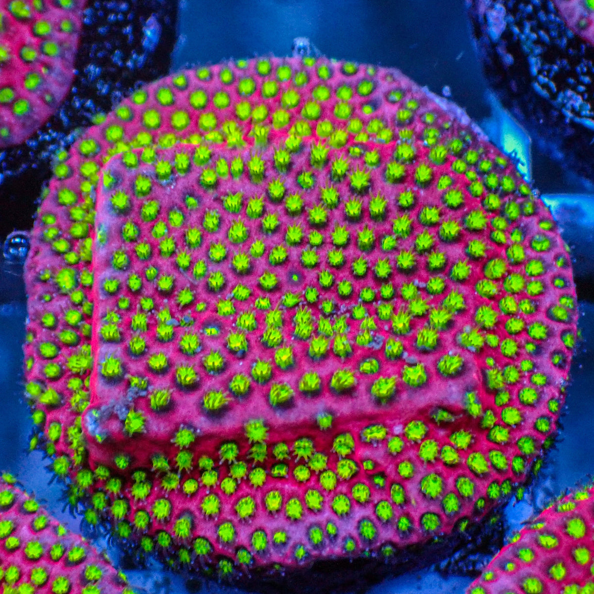 WWC Electric Daisy Stylocoeniella (1" Frag) - Corals Anonymous