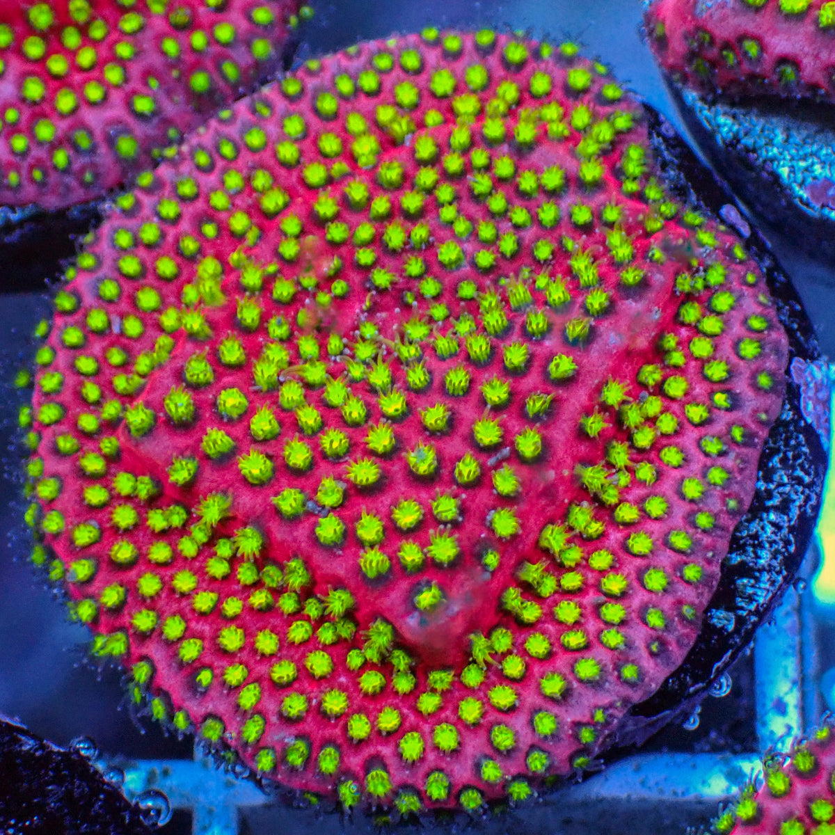 WWC Electric Daisy Stylocoeniella (1" Frag) - Corals Anonymous