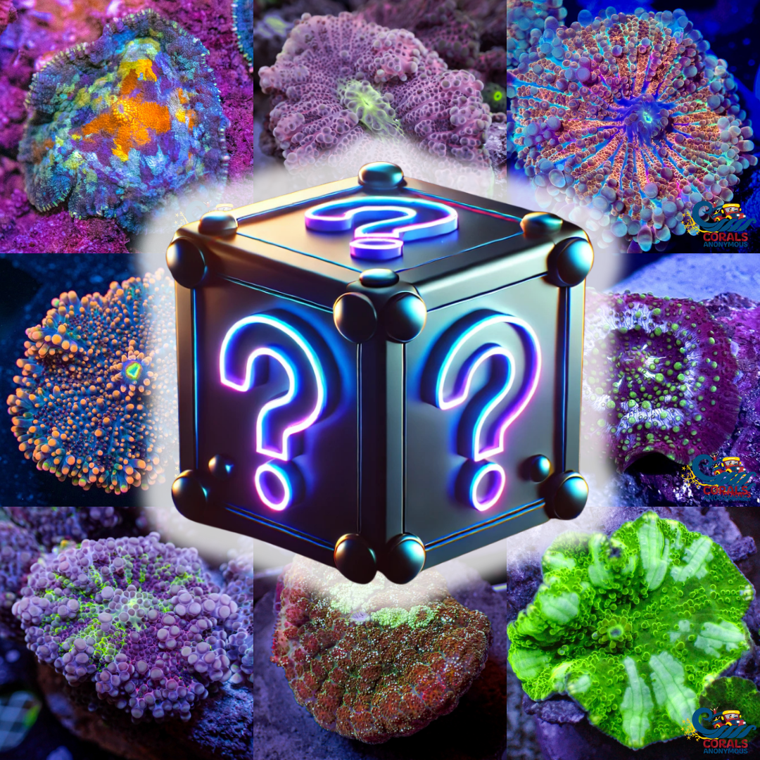 Mushroom Mystery Box