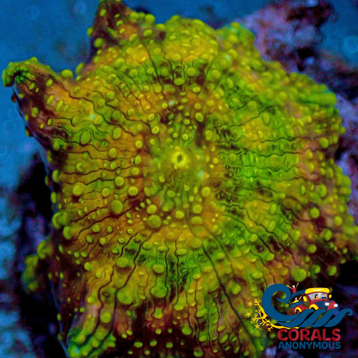 Spotted Acid Trip Gold Discosoma Mushroom Mushroom