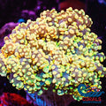 Solomon Islands Yellow Gold Rainbow Octospawn Holiday Special!! Octospawn