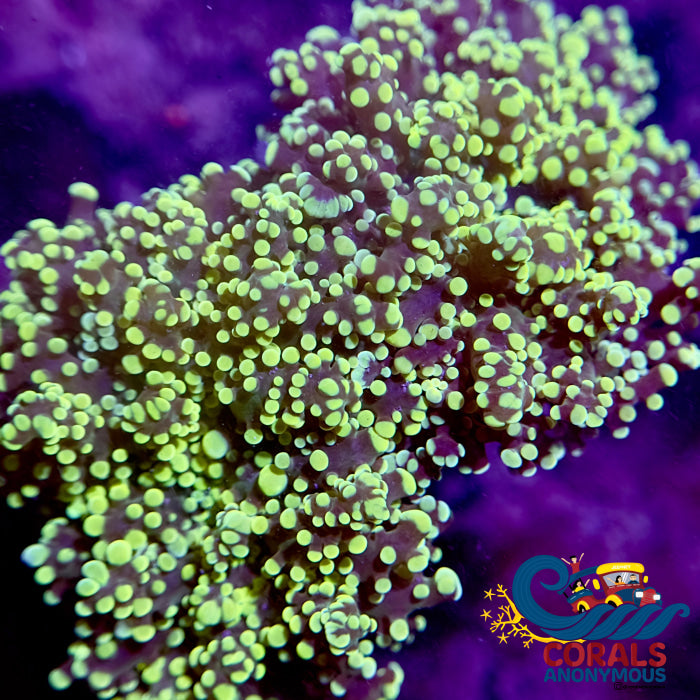 Yellow-Tipped Octospawn Octospawn