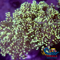 Yellow-Tipped Octospawn Octospawn