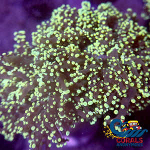 Yellow-Tipped Octospawn Octospawn