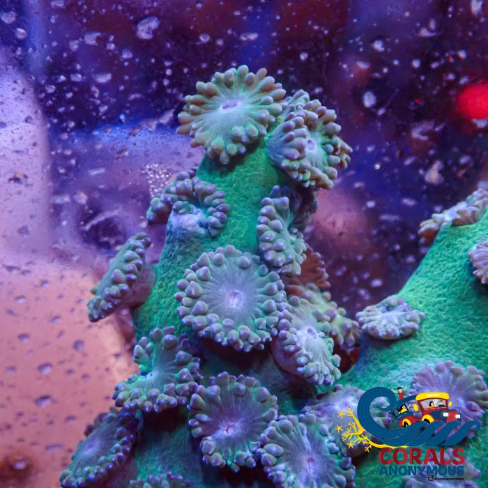 Green Pagoda Cup Coral (1-2) Pagoda