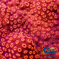 Orange Pavona Sps Coral (0.5 - 1” Frag) Pavona
