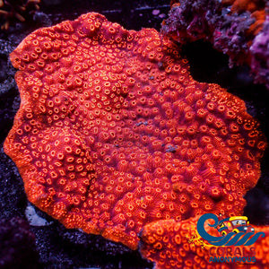 Orange Pavona Sps Coral (0.5 - 1” Frag) Pavona