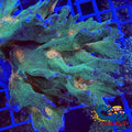 Multicolor Orange/Red Mouth Pectinia Pectinia