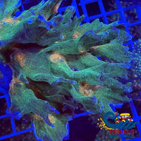 Multicolor Orange/Red Mouth Pectinia Pectinia
