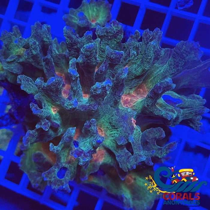 Multicolor Orange/Red Mouth Pectinia Pectinia