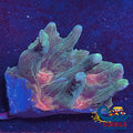 Multicolor Orange/Red Mouth Pectinia Pectinia