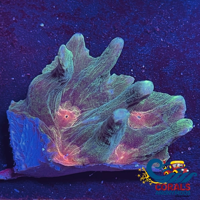 Multicolor Orange/Red Mouth Pectinia Pectinia