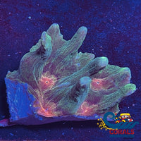 Multicolor Orange/Red Mouth Pectinia Pectinia