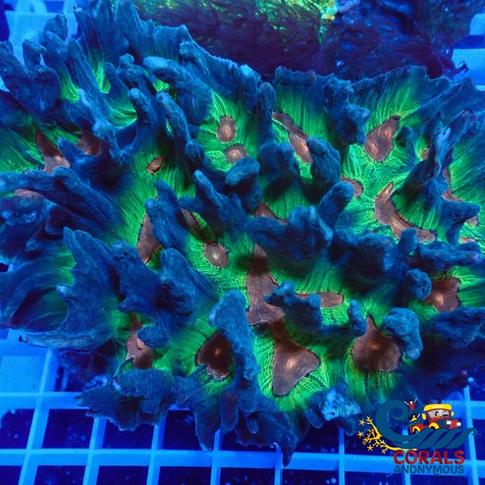 Rainbow Pectinia Pectinia