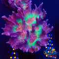 Rainbow Pectinia Pectinia